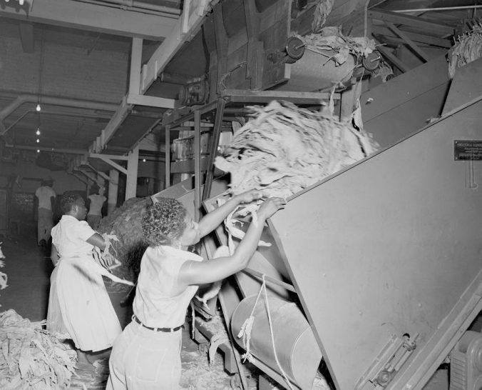Women loading tobacco into hoppers at the E. B. Ficklen Tobacco Co., 1955. Courtesy, Joyner Library, ECU