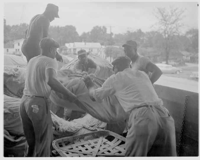 Unloading tobacco bundles, 1958. Courtesy, Joyner Library, ECU.