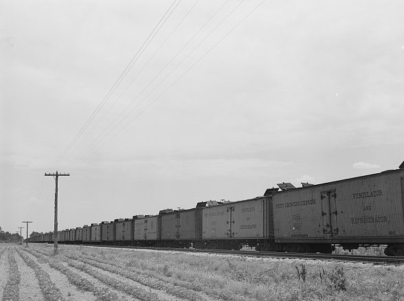 Freight cars waited to be loaded with potatoes, Camden, N.C., 1940. Photo by Jack Delano. Courtesy, Library of Congress