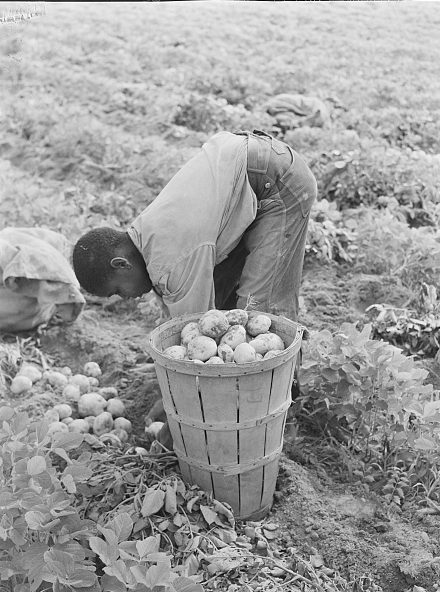 A young migrant laborer picking potatoes at T. C. Sawyer's farm in Belcross, N.C., 1940. Photo by Jack Delano. Courtesy, Library of Congress