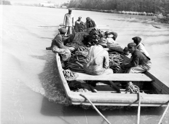 Hampton Fishery, Plymouth, N.C., April 1939. The fishermen spread the seine between this boat and another just like it, then hauled it to shore with the winch in our previous photograph. In the background we can see the North Carolina Pulp Co. When it was built two years earlier, it launched an economic boom in Plymouth but came at a cost: the owner of this fishery, Roy Hampton, waged a long battle against the company for releasing sulfurous pulp waste into the Roanoke River and decimating his two fisheries, Kitty Hawk and Slade. Photo by Charles A. Farrell. Courtesy, State Archives of North Carolina