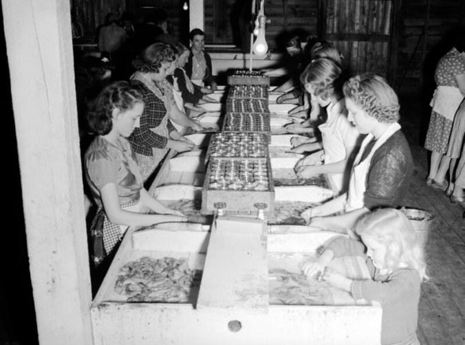 Herring roe canning room, Perry-Belch Co., Colerain, N.C., ca. 1937-39. Photo by Charles A. Farrell. Courtesy, State Archives of North Carolina