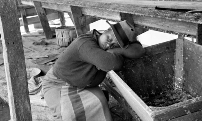 Fish house worker resting between seine hauls, Terrapin Point shad and herring fishery, Bertie County, N.C., ca. 1938. Photo by Charles A. Farrell. Courtesy, State Archives of North Carolina
