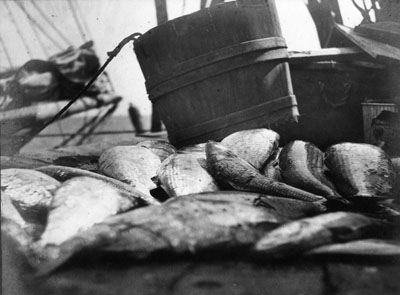 Photo by H. H. Brimley, ca. 1905. Courtesy, State Archives of North Carolina