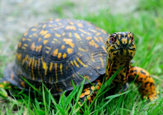 One of Dr. Linwood Watson's blog posts on the NC Native Ethnobotany Project's website focuses on a Haliwa-Saponi elder's insights on eastern box turtles (Terrapene carolina carolina) and their role in seed dispersal. Photo courtesy, NC Native Ethnobotany Project