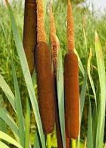 The Waccmaw Siouan people have historically used the juice from the stems of cattails (Typha Latifolia) as an analgesic. Photo courtesy, NC Native Ethnobotany Project