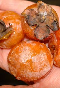 The Lumbee have historically used persimmons (Diospyros Virginiana) to treat oral infections (e.g., thrush) and throat infections. Photo courtesy, NC Native Ethnobotany Project