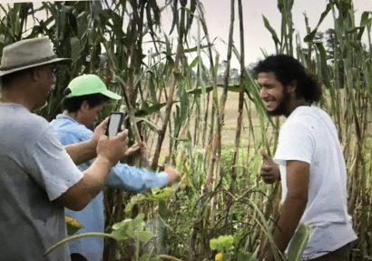 Harvesting sorghum at the Coharie Tribe's community garden. From "The Coharie Tribe: Soil, Sorghum and Sovereignty"