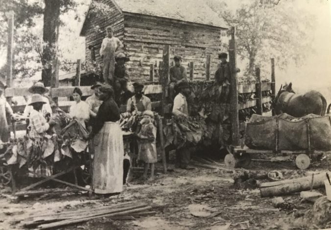 Putting in tobacco, eastern NC, date unknown. Courtesy, State Archives of North Carolina