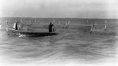 Fishermen tending pound nets near Wanchese, N.C., ca. 1939. Photo by Charles A. Farrell. Courtesy, State Archives of North Carolina