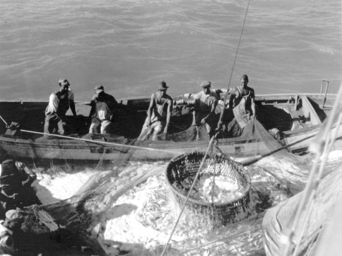 Menhaden fishermen in waters off Beaufort, N.C., ca. 1939. Photo by Charles A. Farrell. Courtesy, State Archives of North Carolina
