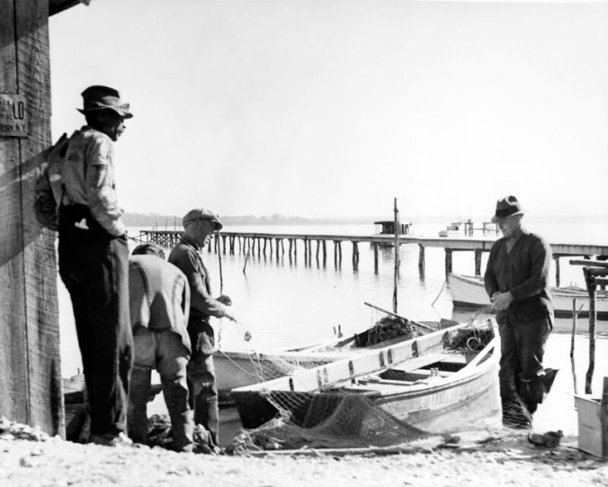 Ginny Richardson's father, Lester "Son" Midgette, is the fisherman on the far right. He and the other men are "boatin' the net"-- loading the net back on their skiffs after emptying it of fish at the fish house. Ginny has very fond memories of her dad. She told me that he never sent to school even for a year, but taught himself to read and read widely, everything from the Bible to history. He was a fisherman, but in hard times he and the family would "work around"-- picking green beans for Mr. Joe Justice, cropping tobacco, hoeing corn, etc. "We were poor as church mice," Ginny recollected."We never really went hungry," she said, but she made it sound like they got close. She recalled how, when her dad got pneumonia and couldn't work, she and her 4 brothers-- all of them young children-- would harvest oysters so they'd have something to eat. She identified the man on the far right as Sol Ennett, and the fisherman at the other end of the net as Tobe, or Toby, Shephard. Photo by Charles A. Farrell. Courtesy, State Archives of North Carolina