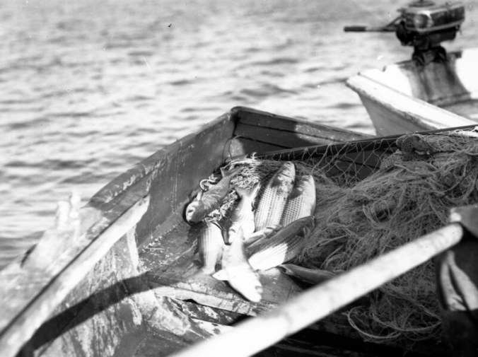 Ginny Richardson-- poet, musical composer, one-time union activist and fisherman's daughter-- grew up in Sneads Ferry in the 1930s. She was in her 90s when I visited her and still wrote a poem every morning. When she was a girl, Ginny told me, Sneads Ferry was so quiet at night that she could hear her father and the other fishermen out on the river at night. They would hit the sides of the boats in order to drive striped mullet (like in this photo) and other fish toward their gill nets. "You could lay in bed and hear them out there in the water," she said. Photo by Charles A. Farrell. Courtesy, State Archives of North Carolina