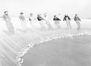 Bringing a small haul of mullet onto the beach. In the distance, we can see "Old Baldy," the Bald Island Island Lighthouse, built in 1817 to mark the entrance to the Cape Fear River. The federal government ceased to operate the lighthouse in 1935. Photo by Charles A. Farrell. Courtesy, State Archives of North Carolina