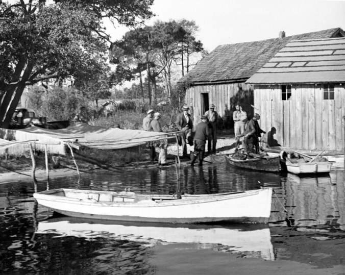 Ms. Ginny believed this was a side view of one of the local fish house, probably Andrew Canady's. Her father is the back in the center of the group of men with his back to us. Her grandfather, Louis Midgette, stands just to the right of him. To the left, we can see a gill net drying on a net rack beneath a large live oak tree. Photo by Charles A. Farrell. Courtesy, State Archives of North Carolina