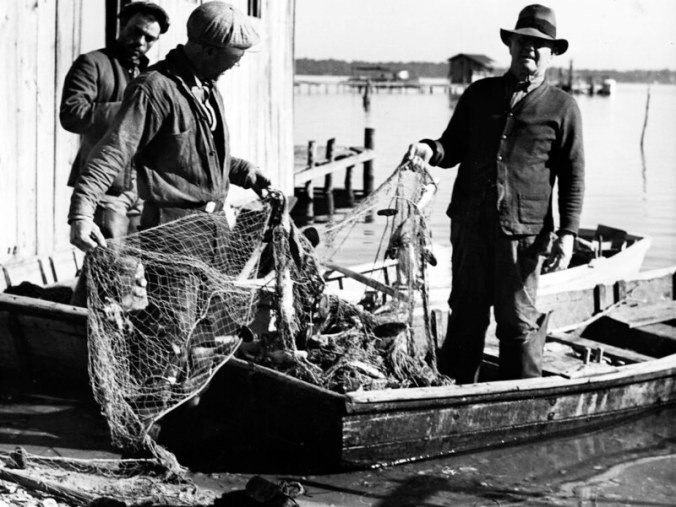 Ginny remembered her father, Lester "Son" Midgette (on right), as funny, always joking, gentle and humble. He often worked all night on the river. He mostly fished gill nets, but also floundered. When he went floundering, she recalled, he hung a wire basket filled with lightwood knot not he side of his skiff's stern to light the bottom. "Next morning they'd look like raccoons because of the smoke," she told me, laughing at the memory. She said he usually sold his catch at Jim Fulcher's store or at Andrew Canady's store, also in Sneads Ferry. In the fall, she remembered him chasing roe mullet up the New River and staying a week, camping on the bank, and selling his catch in Jacksonville, the county seat. Photo by Charles A. Farrell. Courtesy, State Archives of North Carolina