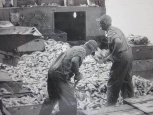A big haul on one of the Whitehurst Fishery's boats, Lake Erie, ca. 1930s. Courtesy, Giles Willis, Jr.