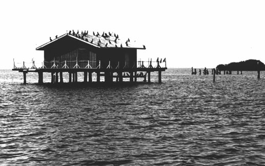 Fish cabin, White Rock Shoals. This is one of the last of Southwest Florida's old fish cabins. Built sometime before 1930 by the Punta Gorda Fish Co., the cabin is located on the south end of Pine Island Sound. Photo courtesy, Bureau of Historic Preservation, Florida Department of State 