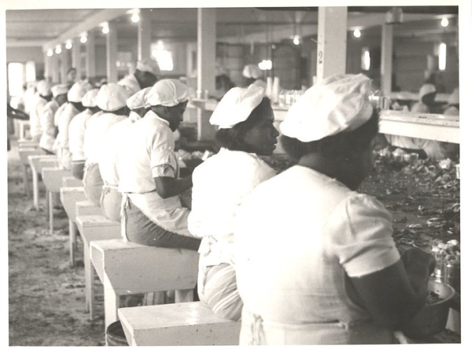 Oyster shucking house, probably in Manns Harbor, Wanchese or Stumpy Point, ca. 1935-39. Photo by Charles A. Farrell. Courtesy, State Archives of North Carolina