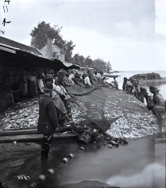 Hauling in a herring and shad seine at Avoca plantation's Sutton Beach, Albemarle Sound, N.C., ca. 1881. Smithsonian Institution Archives, Acc. 11-006, Box 007, Image No. MAH-3087
