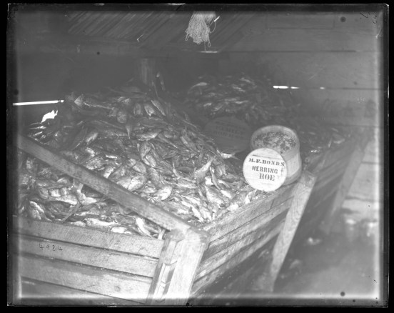 Herring and key of herring roe, Avoca plantation's fishery, Bertie County, N.C., 1881. Smithsonian Institution Archives, Acc. 11-007, Box 024, Image No. MNH-4924