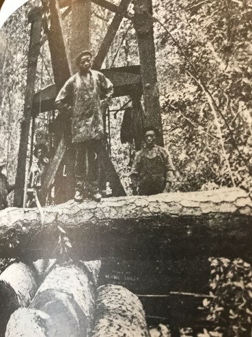 Loggers in the East Dismal Swamp (near Pinetown), ca. 1890-1900. From Elizabeth Parker Roberts, Family and Friends, Pine Town, North Carolina, 1893-1918