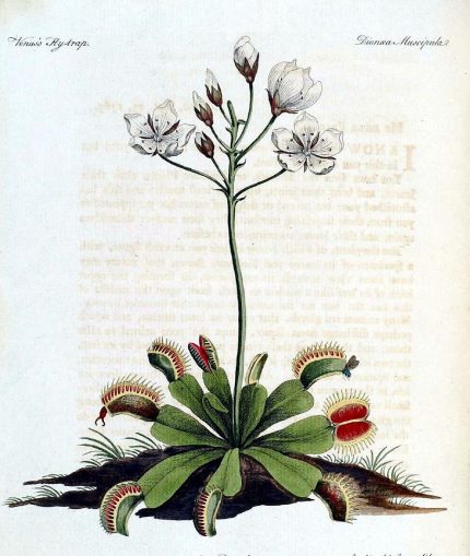 The first illustration of a Venus flytrap. In 1769 English naturalist John Ellis included this illustration in a letter to the great Swedish botanist Carl Linnaeus. He described the plant to Linnaeus as "a rat trap with teeth." The next year Ellis published the illustration in a book called Directions for Bringing over Seeds and Plants from the East Indies and Other Distant Countries (seen here).