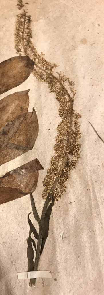 Marsh blazing star (Liatris spicata), a member of the aster family, is a 3 - 6 ft. perennial that grows in moist areas and meadows. Sloane Herbarium, Natural History Museum, London. Photo by David Cecelski