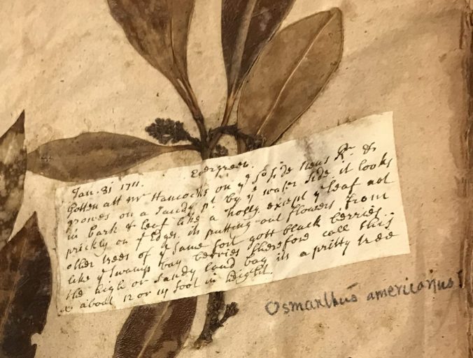 Specimen of wild olive (<em>Osmanthus americana</em> <em>L</em>.) that John Lawson found "at Mr. Hancock's on S. side of Neus R." in January 1711. Sloane Herbarium, Natural History Museum, London. Photo by David Cecelski