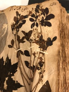 weet Bay (Magnolia virginiana L.). Sloane Herbarium, Natural History Museum, London. Photo by David Cecelski