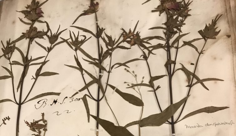 A bouquet of spotted bee balm (Monarda punctata), also known just as bee balm or as horse mint, that John Lawson found on the NC coast and shipped to James Petiver in London in 1710-11. Sloane Herbarium, Natural History Museum, London. Photo by David Cecelski