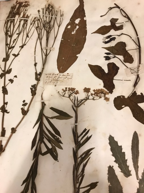 John Lawson found this assortment of rose pink (Sabatia angularis), morning glory (Ipomoea hederacea), butterfly-weed (Asclepias tuberosa L.), and coastal thistle (Carduus repandus) on the NC coast in 1710-11. Sloane Herbarium, Natural History Museum, London. Photo by David Cecelski