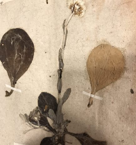 Pussytoes, or plaintain pussytoes (Antennaria plantaginifolia), so called because of the resemblance of its flower clusters to the pads or toes of a cat's paw. The genus name, Antennaria evidently refers to the supposed resemblance of the hairs on the flower heads to the antennae of some insects. Sloane Herbarium, Natural History Museum, London. Photo by David Cecelski