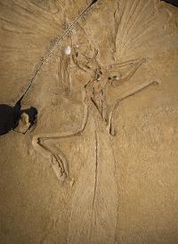 Archaeopteryx, Natural History Museum, London. One of Charles Darwin's most ardent supporters, Thomas Huxley, first proposed that Archaeopteryx indicated an evolutionary tie between dinosaurs and birds in 1868.