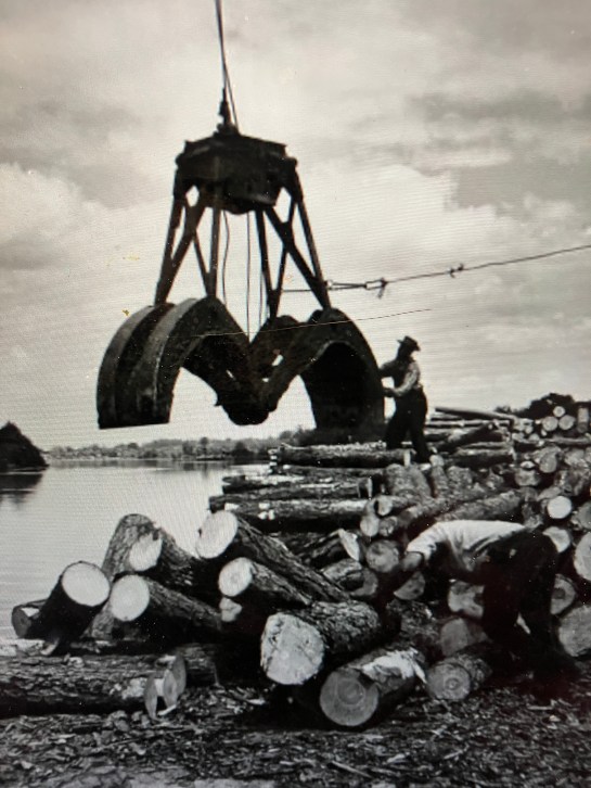 Pine and gum logs at the lumber yard probably of the N.C. Pulpwood Co., Plymouth, N.C., 1946. Photo by Esther Bubley. Courtesy, Museum of Fine Arts, Houston