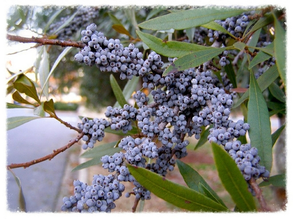 Southern wax myrtle (Myrica cerifera). Some of the reasons that wax myrtle thrives so well on the Outer Banks is that it is relatively toleratant of salt spray, high winds, waterlogged soils and relatively sterile soils. Photo courtesy, NC State Extension 
