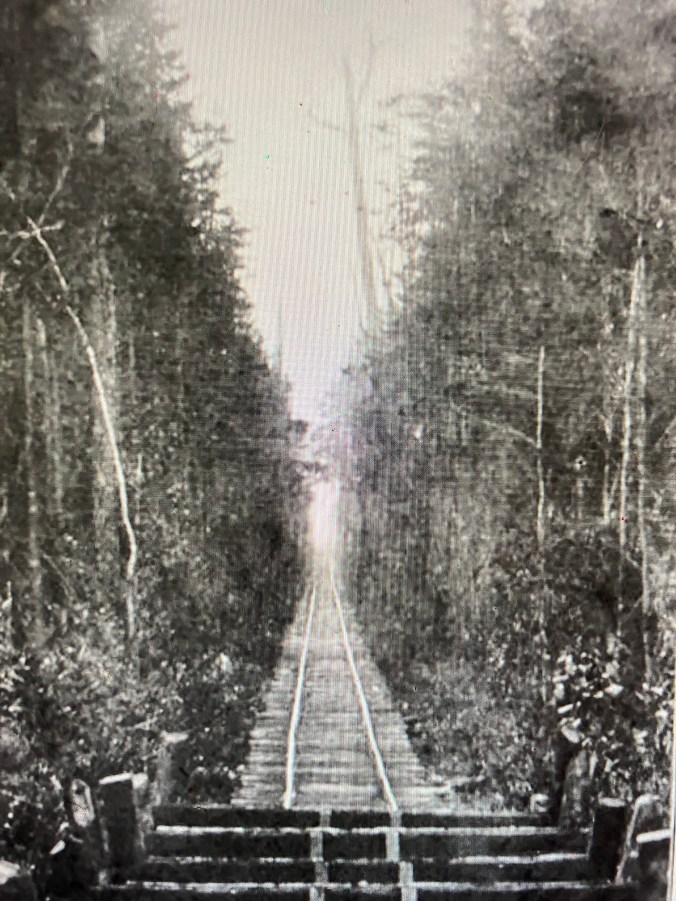 This is logging railroad built through an Atlantic white cedar swamp forest 8-10 miles northeast of the Pungo River's headwaters, ca. 1900-1907. The railroad carried logs to the John L. Roper Lumber Co.'s cedar mill in Roper, in Washington County, N.C. The abundance of Atlantic white cedar (Chaemaecyparis thyoids), also known as juniper, was one of the most compelling reasons that the John L. Roper Lumber Co. purchased more than 100,000 acres in the East Dismal Swamp ca. 1880. Atlantic white cedar are evergreen coniferous trees native to peaty swamps and bogs in a narrow coastal belt running from southern Maine to Mississippi. No tree was more valued by lumber companies on the North Carolina coast. Because it is lightweight, resistant to water decay, and straight grained, the wood of Atlantic white cedars has historically been used extensively for making shingles, shakes, posts, and other building materials, as well as for the construction of tubs, pails and other woodenware. It was also the preferring wood for North Carolina's boat builders, and remains so today. Because of the wood's desirability and the high prices it brought, lumber companies targeted Atlantic white cedar forests with special vigor. Photo from American Lumberman, 27 April 1907.