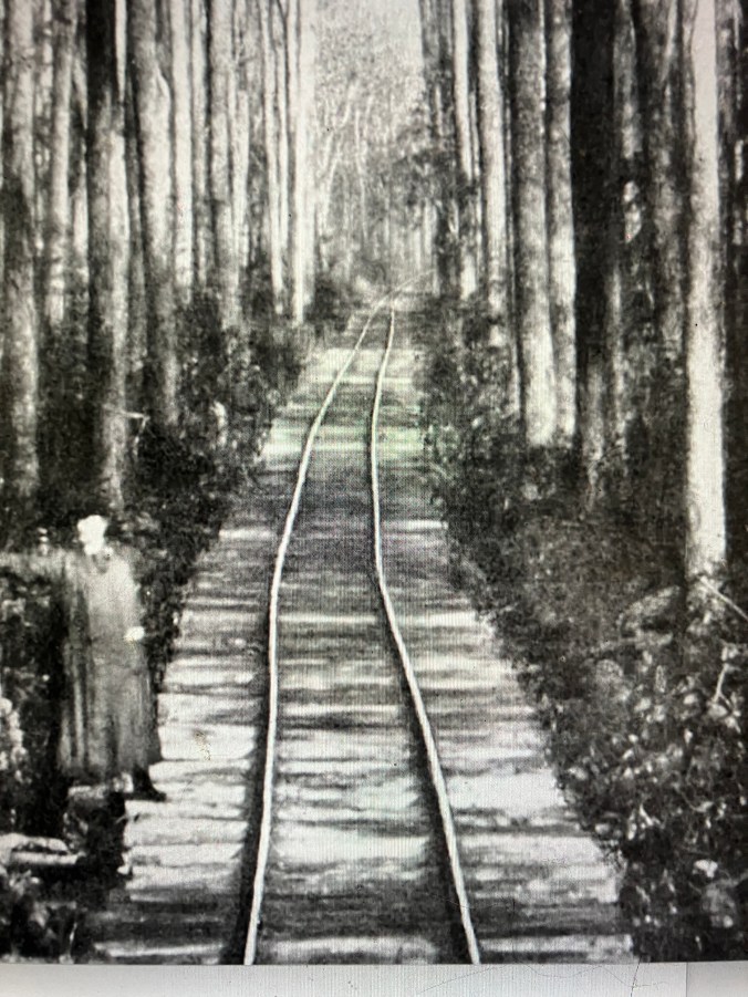 This is a logging railroad through a black gum swamp forest roughly 10 miles northeast of the Pungo River's headwaters, ca. 1900-1907. Black gum (Nyssa sylvatica)-- also known as tupelo, tupelo gum or sour gum-- flourished in the swamp forests along the Pungo's shores and throughout much of the North Carolina coast. A deciduous species that only rarely reaches heights of 100 feet or more, they can sometimes live more than 500 years. Their early-ripening fruit plays an especially important role as a food source for migrating birds in the fall, and of course the tree is renown for providing homes for honey bees. The wood is tough, cross-grained, and difficult to split and has historically been used to make railroad ties, paving blocks, mauls, pulleys, and the like. For commercial fishermen on the North Carolina coast, black gum was also the preferred wood for making pound net stakes and net floats. 