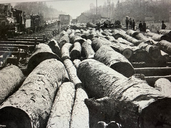 This scene is one of the John L. Roper Lumber Co.'s log re-loading stations on the Norfolk &amp; Southern Railroad, probably just north of Pantego. These logs arrived at the N&amp;S's main line via a branch line, most likely the line that ran west to Pinetown. The big logs in the foreground are yellow poplars (<em><a href="https://en.wikipedia.org/wiki/Liriodendron_tulipifera">Liriodendron tulipifera</a>)</em>, or tulip trees, one of the largest native trees in eastern North America. They are known to reach heights of more than 175 feet at maturity. The tree's wood had a large variety of uses, including in the construction of organs, coffins, wooden ware, and the interior finishing of houses. The logs in this photograph were destined for the company's mill in Roper, 18 miles to the north. <em>American Lumberman</em>, April 27, 1907