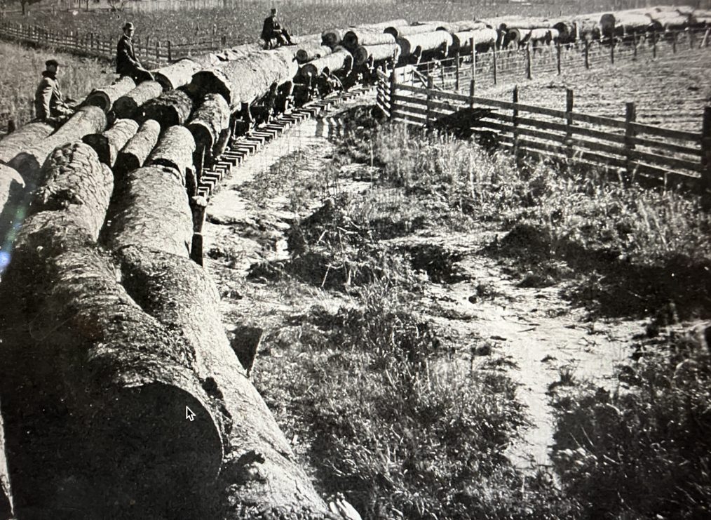 Log train apparently on the Norfolk & Southern's Main Line running from a logging camp in the East Dismal and bound for the John H. Roper Lumber Co.'s mill in Belhaven, N.C., ca. 1907. The trees, probably from old-growth groves 8 miles north of Belhaven, are poplar, pine, and tupelo (black) gum. American Lumberman, April 27, 1907.