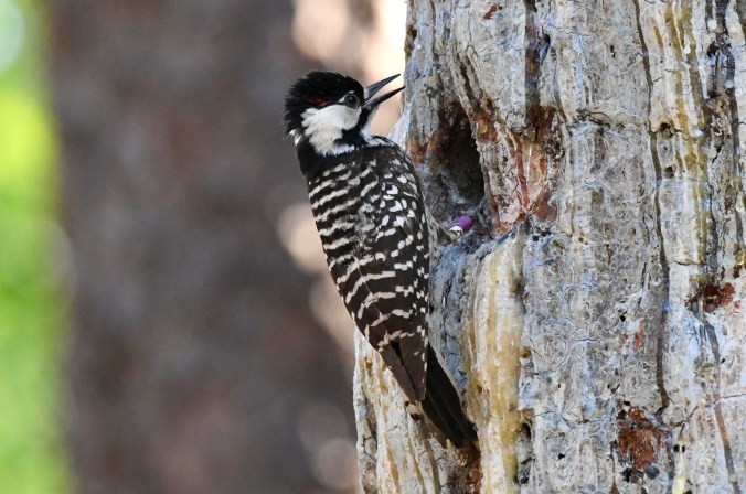 Tom told me that the red cockaded woodpecker (Leuconotopicus borealisis)is one of the signature species of North Carolina's longleaf pine savannas. It plays an especially significant role in the Green Swamp Preserve because it digs its nesting cavity in living trees, creating homes for many other species of birds (including the blue bird below), as well as flying squirrels, the occasional raccoon, insects, and several species of reptiles and amphibians. Photo by Tom Earnhardt 