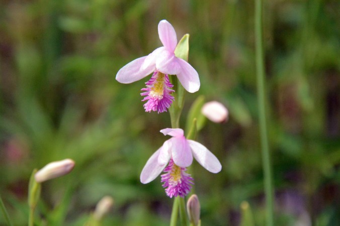 The Green Swamp Preserve is home to at least 16 species of native orchids, including the rose pogonia (Pogonia ophioglossoides). Photo by Tom Earnhardt