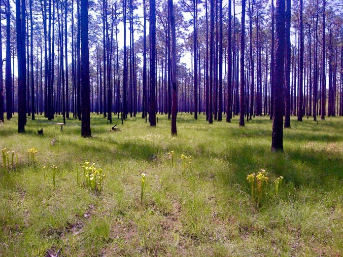 Beginning in the 1970s, the Nature Conservancy began purchasing the pine savannas and pocosin lands that now makes up the Green Swamp Preserve. Photo by Tom Earnhardt