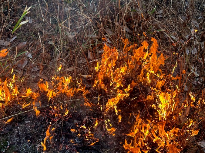Tom reminded me that periodic fires are an essential part of the Green Swamp's ecology. Among much else, periodic fires provide the open ground necessary for longleaf pines to germinate and grow. For more on the role of fire in the Green Swamp Preserve, see the Nature Conservancy's Controlled Burning Brochure.