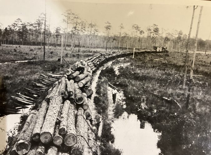 Green Swamp, ca. 1910. Italian immigrant laborers built the Waccamaw Lumber Co.'s 18-mile track from its logging camp of Makatoka to its mill in Bolton in Columbus County, N.C., much of through pocosin swamps. From the Waccamaw Lumber Co. Photograph Album and Journal, Rubenstein Library, Duke University