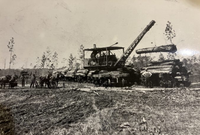 Mule teams "snaked" logs out of islands in the swamp-- steam powered skidders did the same work in the low parts of the swamp-- and brought them to a railroad, where a loader lifted them onto railroad cars that carried them to the mill. Waccamaw Lumber Co. Photographs & Journal, Rubenstein Library, Duke University.