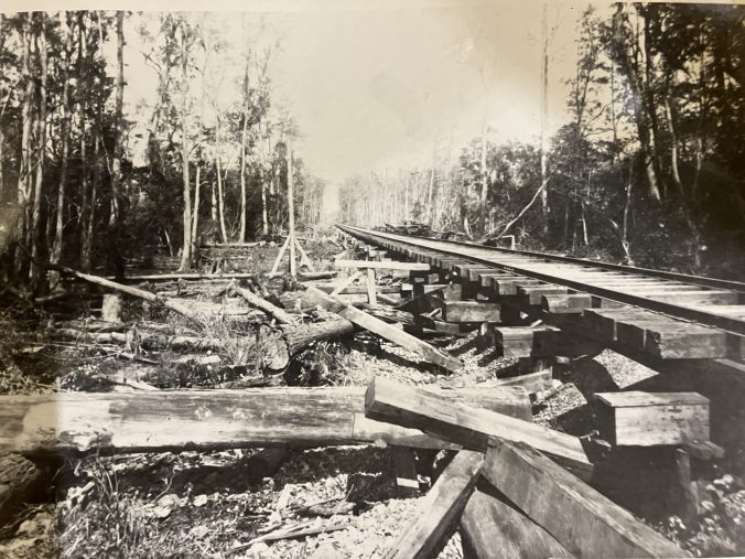 A piece of the Italian laborers' handiwork: the Honey Island Trestle, built nearly a mile long through Honey Island Swamp ca. 1910-1915. From Waccamaw Lumber Co. Photograph Album and Journal, Rubenstein Library, Duke University