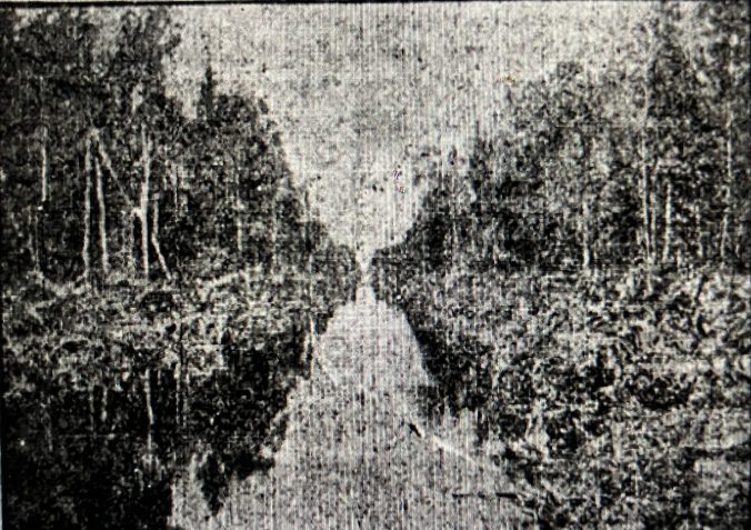 According to the Raleigh <em>News &amp; Observer</em> (28 August 1910), the process that John A. and Samuel Wilkinson used to turn old-growth swamp forests into farmland had been used on a much smaller scale in the East Dismal since before the Civil War. The <em>N&amp;O's</em> correspondent wrote: "<em>Here for 75 years the people have removed the merchantable timber, cut down the remainder of the growth in the summer and fall and left it to dry out until early spring.... [They then] set fire to it so that a terrible fire has destroyed it all, leaving over the rich earth a mass of ashes and such charred poles and stumps as would soon decay...." </em>The fires were great conflagrations: most of the East Dismal was a pocosin, a kind of raised peat bog, and the peat, used as a fuel in many parts of the world, was sometimes as much as 10-12 feet in depth. When drained, the upper layers of the peat dried out and grew especially combustible, leading to fires of almost unimaginable fury and devastation. While a long-standing practice, the Wilkinsons applied that method of swamp reclamation on a much larger scale by introducing the use of steam dredges, railroads, and mechanical logging equipment. <em>"Day and night their labors and the labors of hundreds of employees, three locomotives, two dredges and five skidding machines have been wiping out the forest and transforming the great Albemarle swamp...."</em> The not-very-good photo above (from the same issue of the <em>N&amp;O</em>) shows one of the canals that their dredges dug through the swamp.