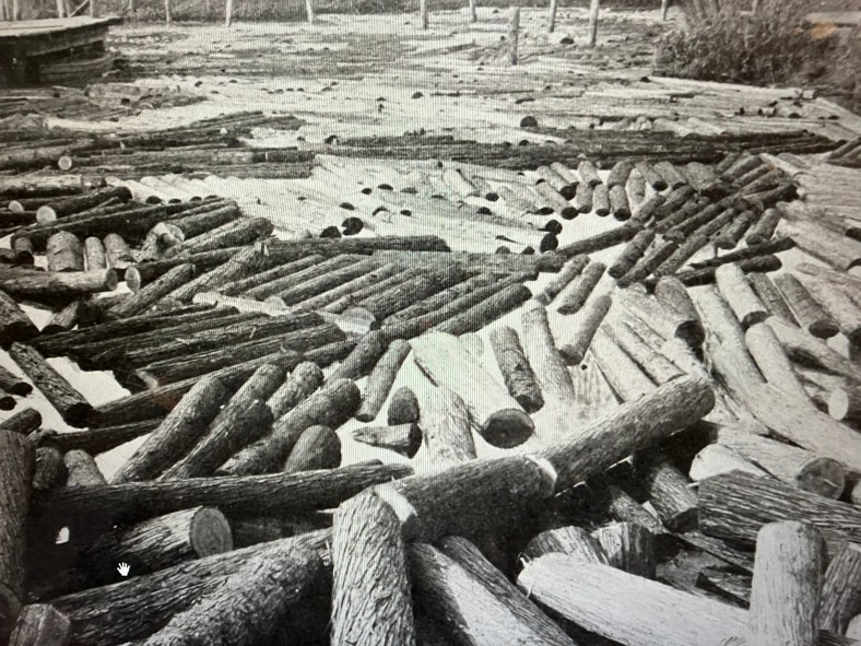 The Atlantic white cedar (juniper) log pond at the John H. Roper's cedar mill in Roper, N.C., ca. 1907. A log pond was a basic part of a lumber operation at that time. Workers would roll logs off train flatcars into a natural body of water or a reservoir created by damming a creek or river. (This is Kendrick Creek, which flowed north into the Albemarle Sound.) Storing the logs in water helped remove dirt that dulled saws, lessened the risk of fire, and helped prevent wood from drying out and splitting before milling. Most importantly, the pond's waters made it possible to move logs readily to the hoists that carried them into the mill, not an easy thing in the era before internal combustion engines powered tractors. A brief side note: I have been exploring the North Carolina's swamp forests most of my life, but I have never seen a single Atlantic white cedar as large as any of the trees in this photograph. Photo from American Lumberman, April 27, 1907.