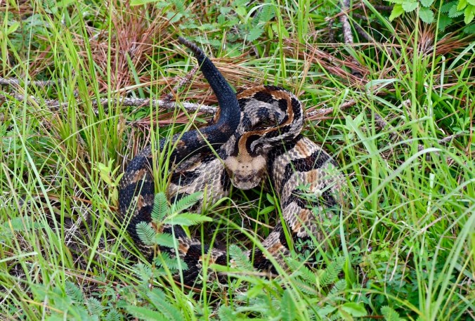 Timber rattlesnakes (Crotalus horridus) are not common in the Green Swamp Preserve, but Tom has seen a couple of them there, including this one in September 2020. Photo by Tom Earnhardt